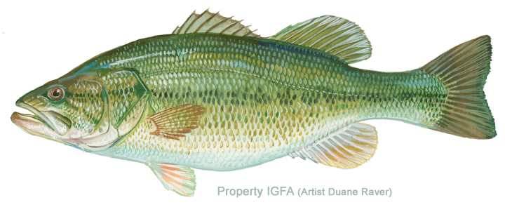  largemouth bass, with detailed fins and scales.