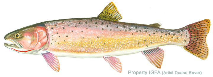 A rainbow trout fish with pink, yellow, and gray coloration, and black spots along its body.