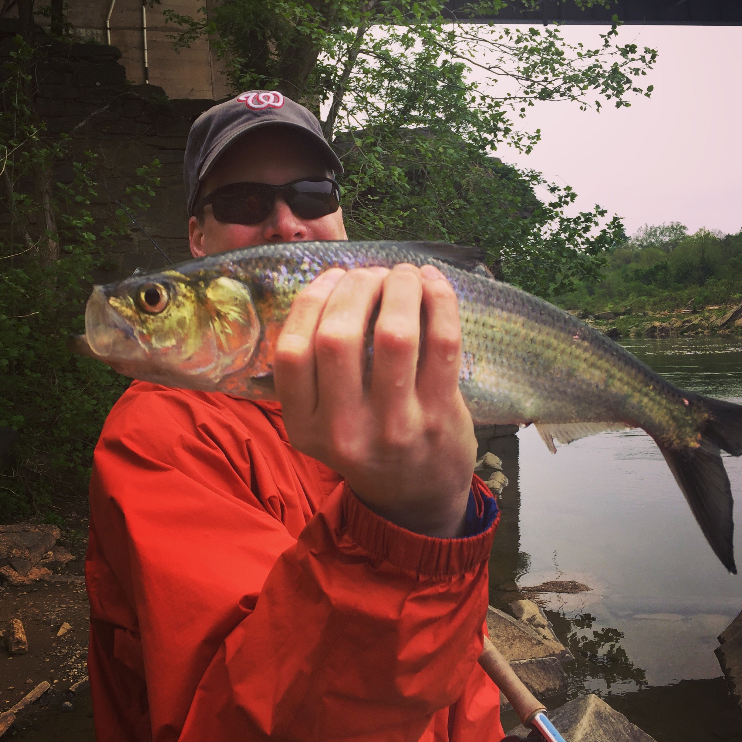 Person wearing sunglasses, a baseball cap with a Washington Nationals logo, and a red jacket holding a large fish near a riverbank with trees and rocks in the background.