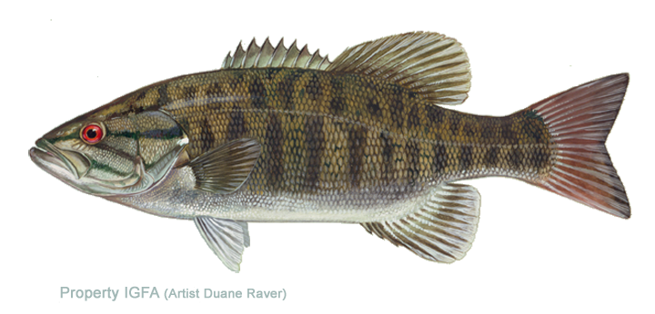 Illustration of a yellow perch fish with green and black vertical stripes, red eye, and a forked tail.
