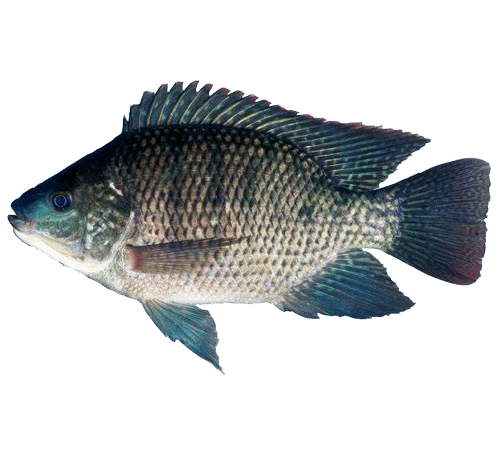 Tilapia - non native 