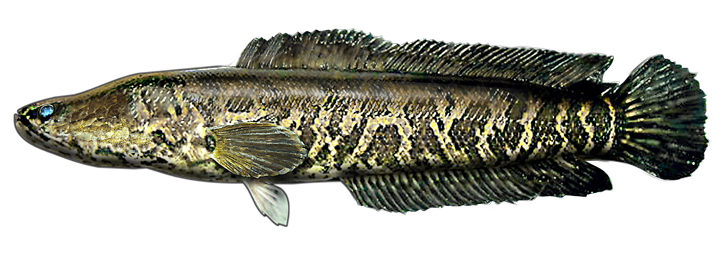 Northern Snakehead