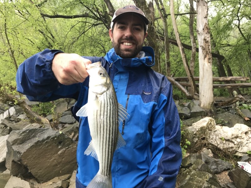 A man in a blue jacket holding a striped fish outdoors with trees and rocks in the background.