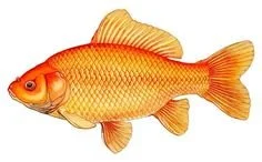 A goldfish with orange scales and fins