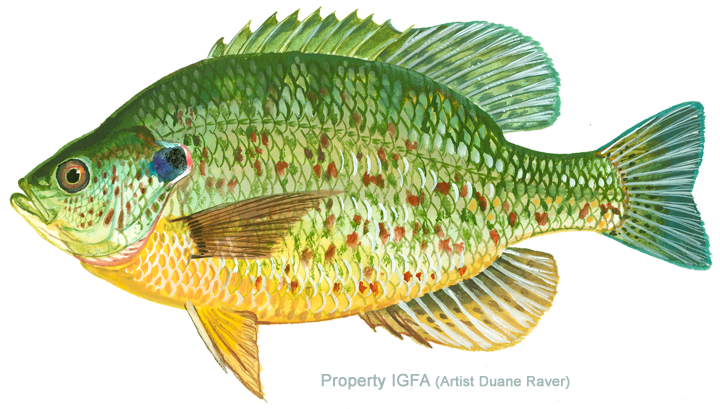 Colorful freshwater fish with green, yellow, and red markings and spiny dorsal fin.