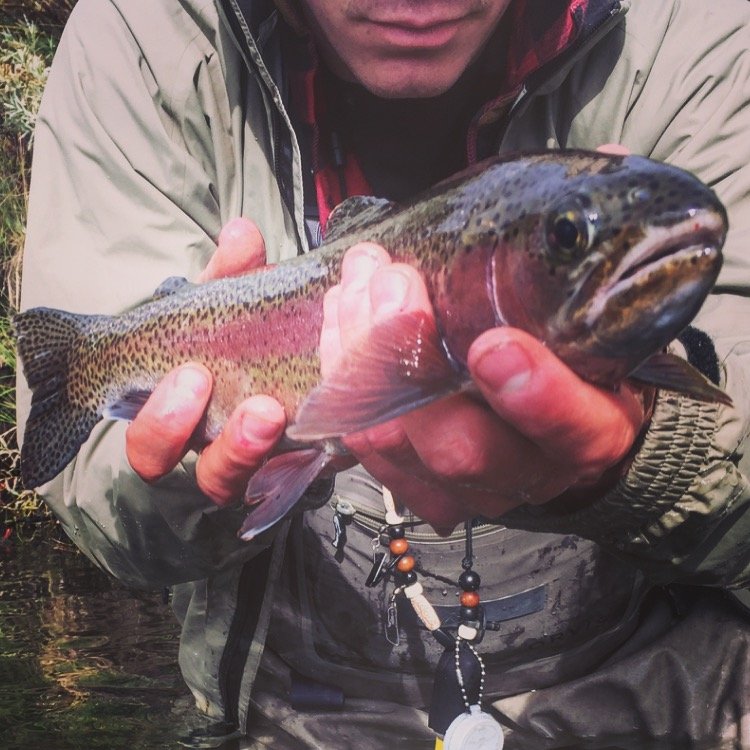 Person holding a rainbow trout fish near a body of water.