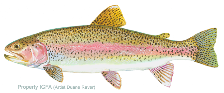 Rainbow Trout