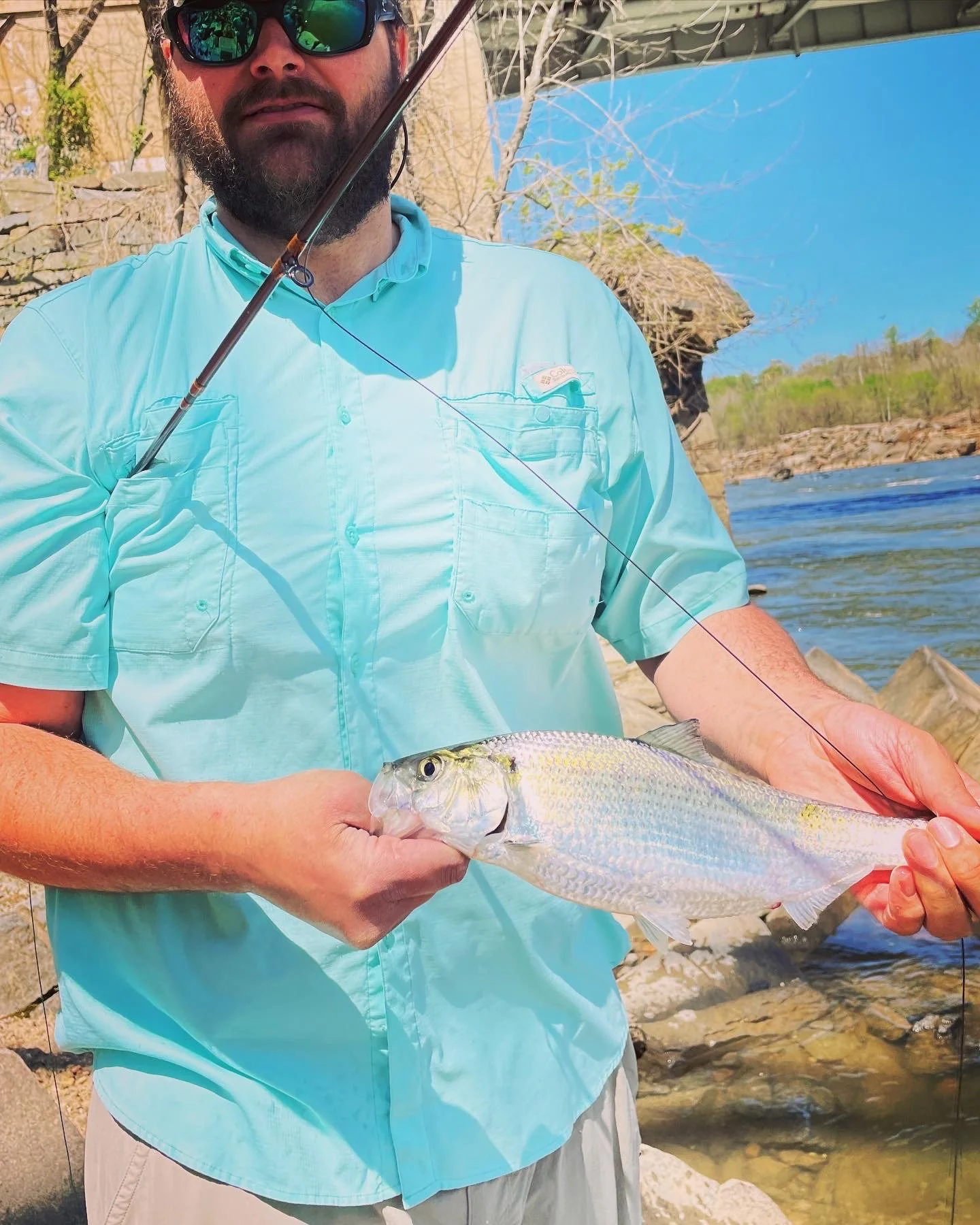 guided fly fishing for Potomac shad hickory shad