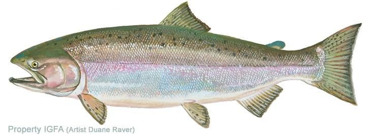 A detailed illustration of a rainbow trout fish.