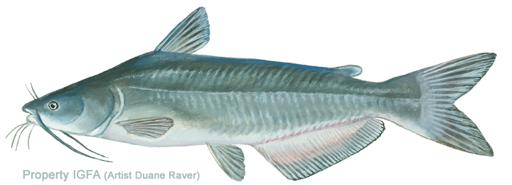 Illustration of a catfish with whisker-like barbels and a broad, flat head.