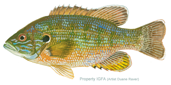 Colorful fish with green, blue, orange, and yellow scales, and prominent fins.