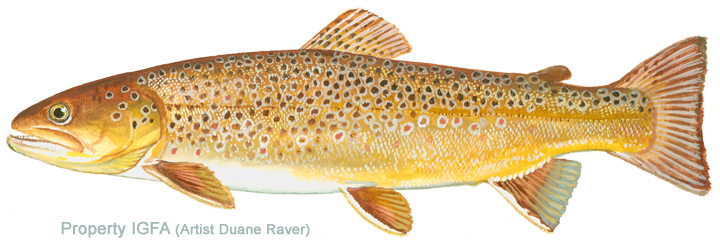 Illustration of a brown and yellow spotted fish, likely a trout.