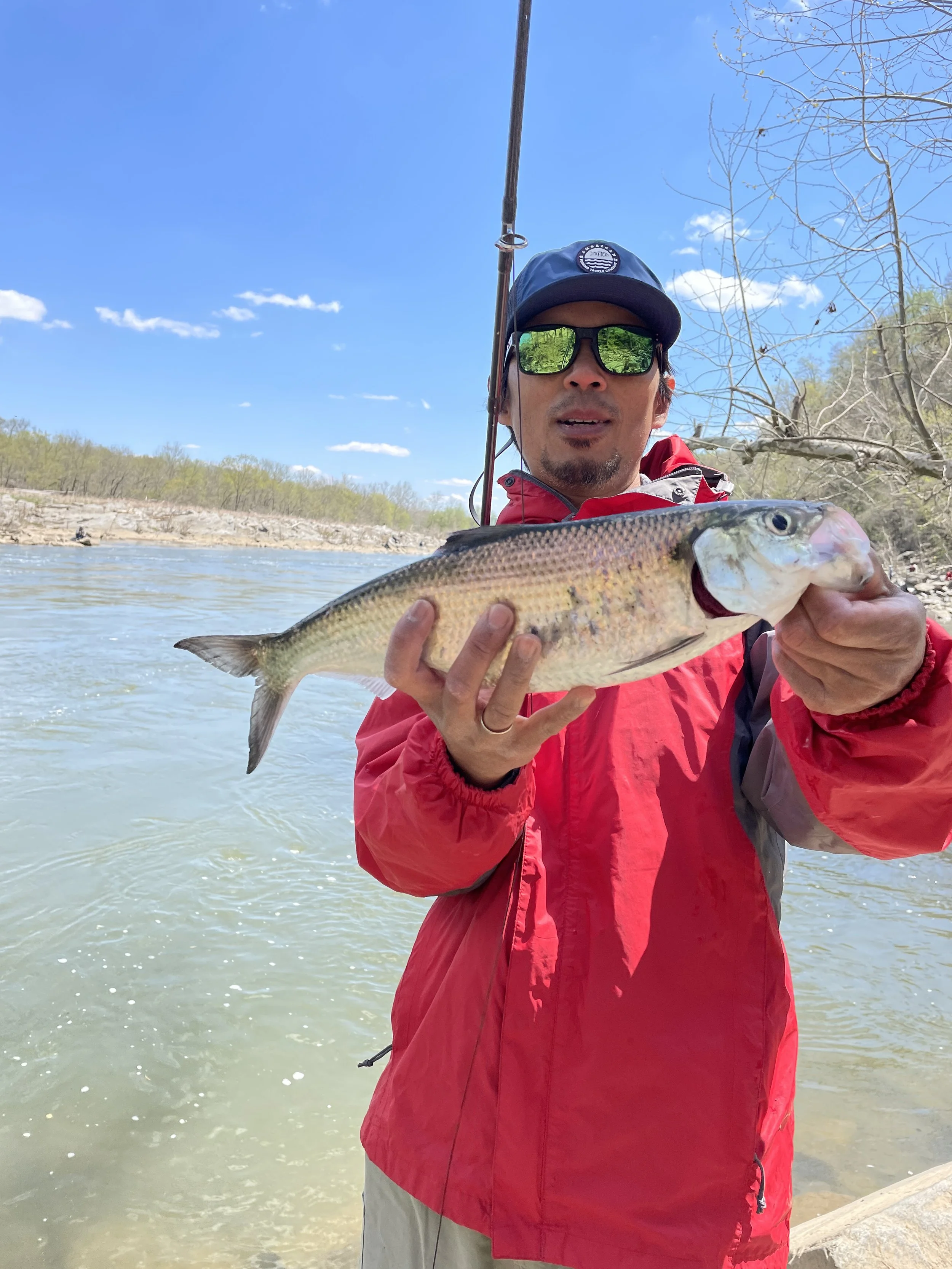 fly fishing Potomac shad guide flies