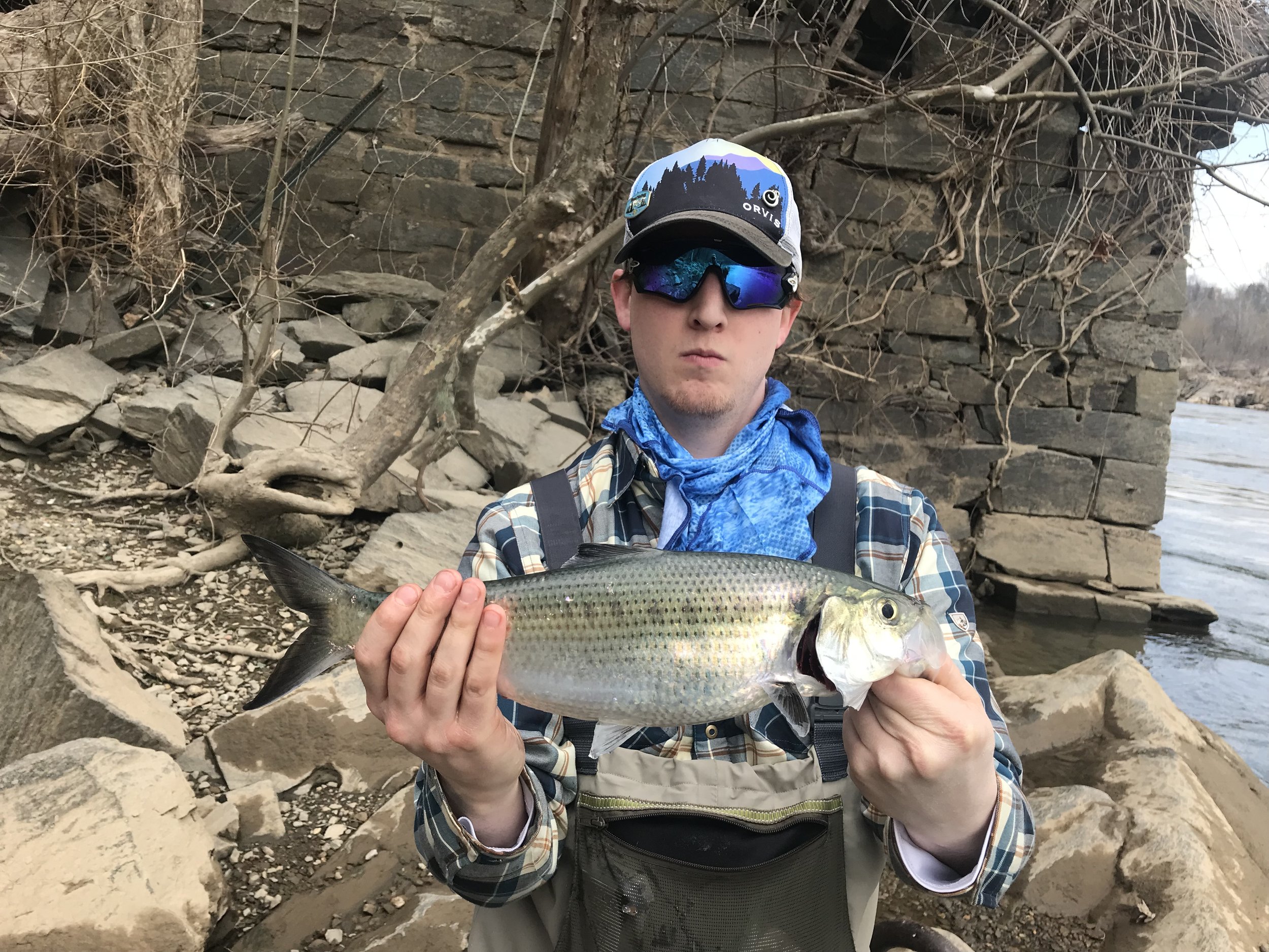 Man in outdoor clothing holding a fish near a riverbank with rocks and a stone wall in the background.