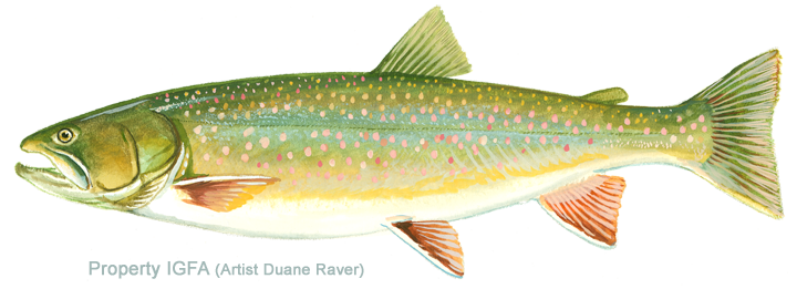 Brook Trout 