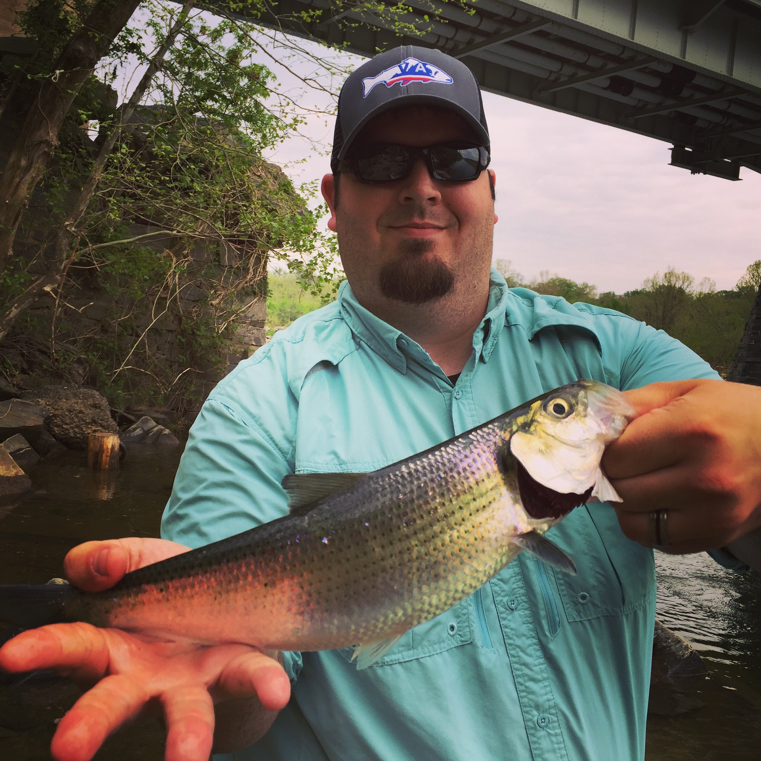 A man wearing sunglasses, a cap with a fish logo, and a blue shirt is holding a fish with a dark stripe and silver body, posing outdoors near a river or creek with trees and a bridge overhead.