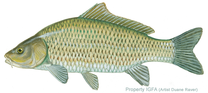 A detailed illustration of a freshwater fish with scales, fins, and a streamlined body.