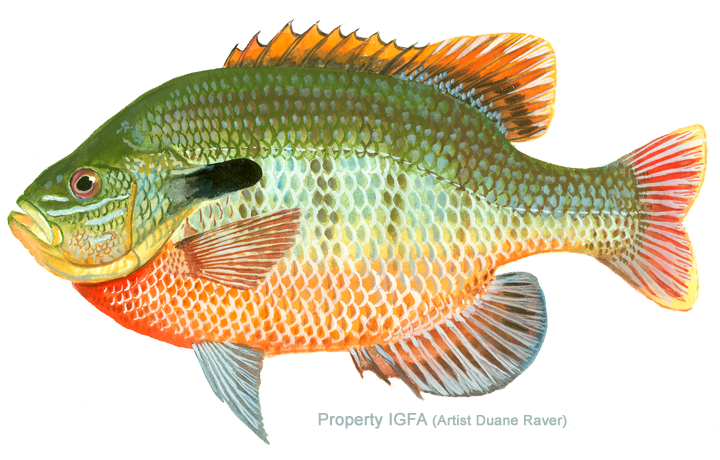 Illustration of a colorful freshwater fish with a green upper body, orange lower body, and red fins.