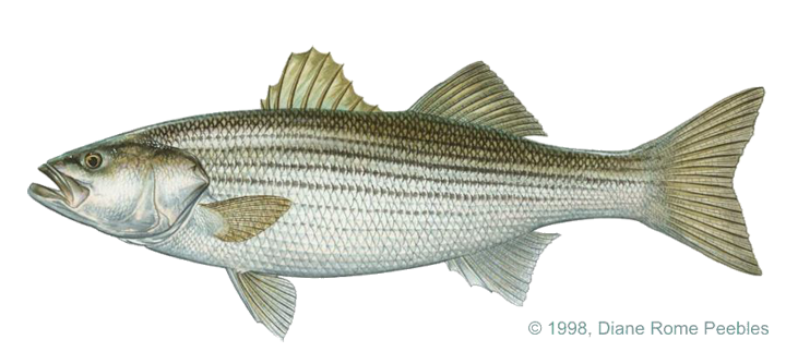  striped bass 