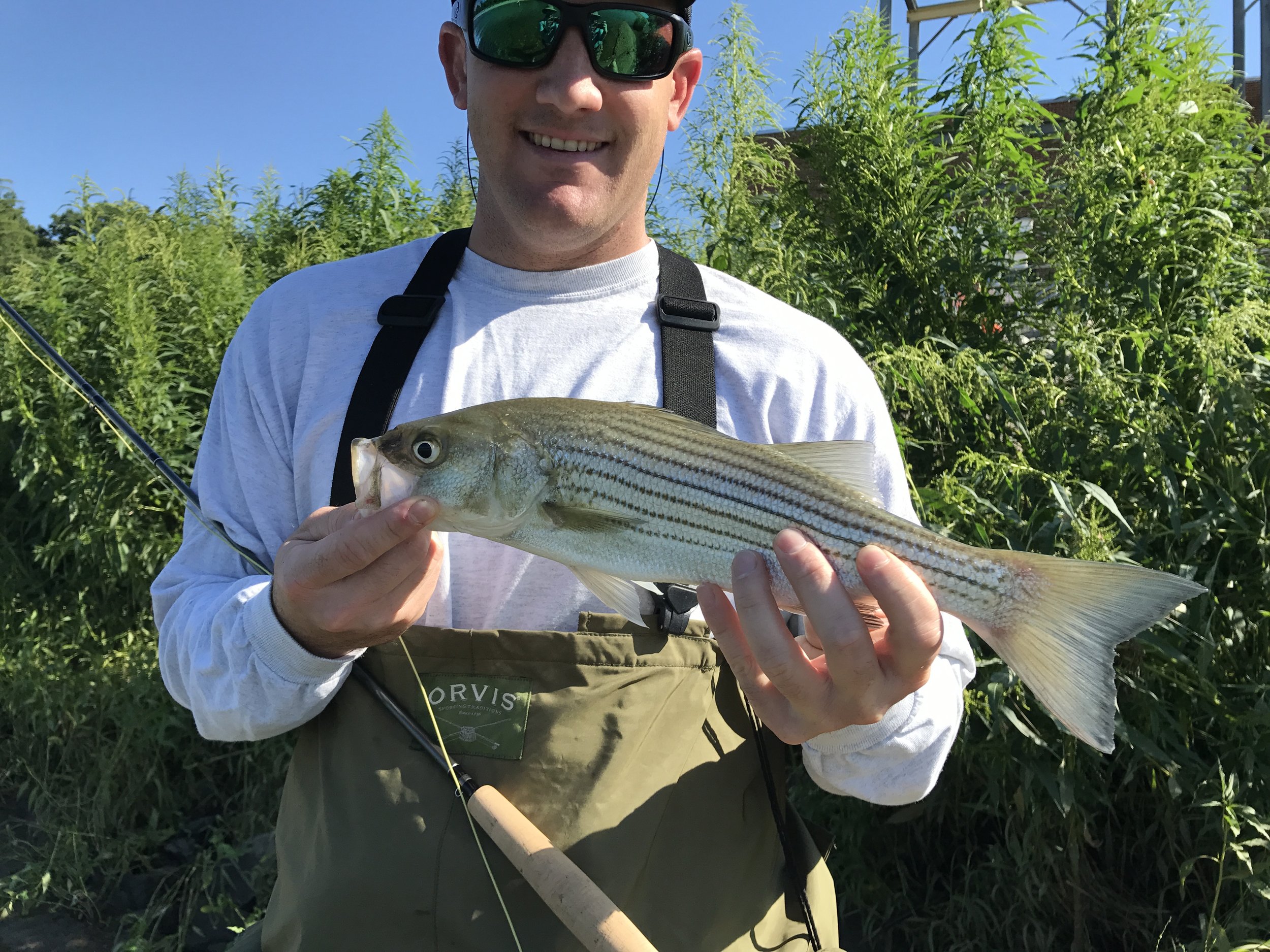 Man holding a striped bass, wearing sunglasses, in a white shirt with fishing gear, outdoors with green foliage and blue sky