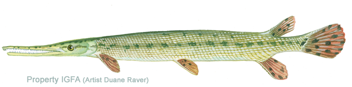 Spotted Gar 
