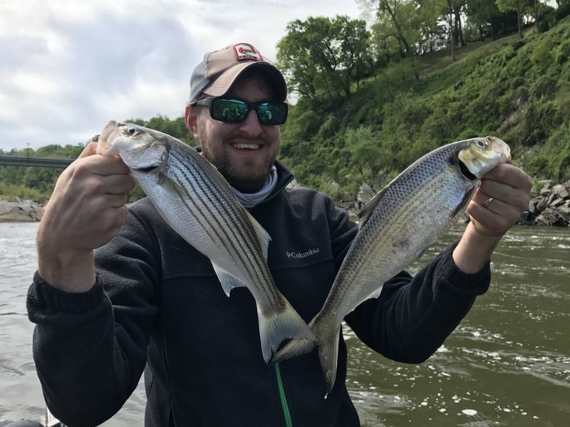 Double hookup while fly fishing. Striped bass and Hickory shad. Jason Reif. 