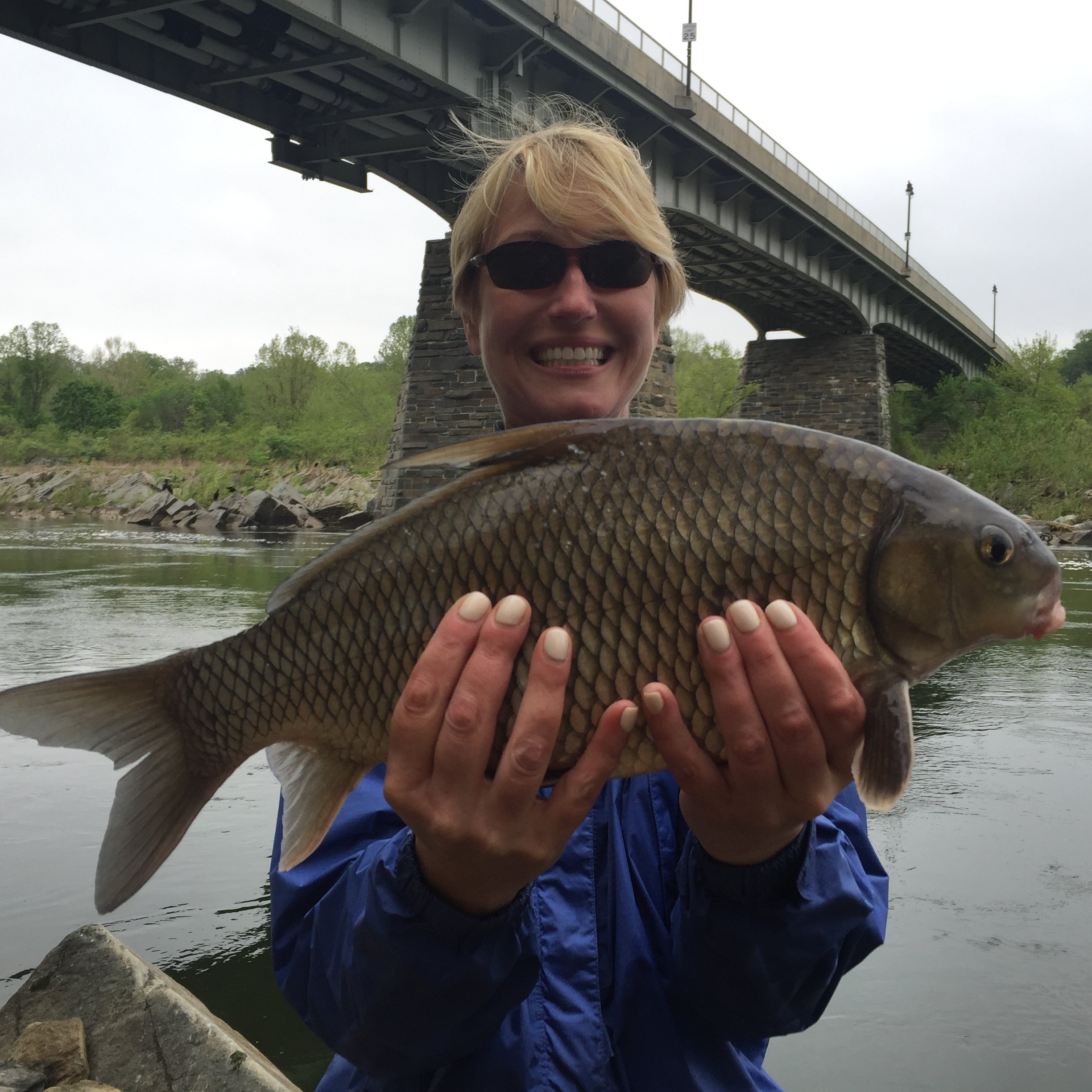 Quillback aka carp sucker caught on the fly 