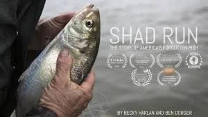 Close-up of a person holding a fish with text overlay that reads 'SHAD RUN' and 'The Story of America's Forgotten Fish,' along with festival and award icons.