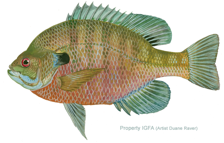 Bluegill 