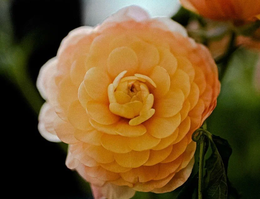 Sometimes, you just have to stop and photograph the beautiful flowers.

@hometownflowerco