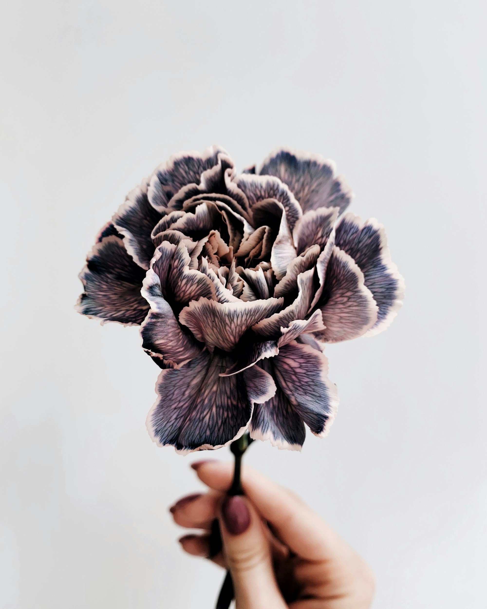 A close-up of a person holding a purple and white carnation flower against a plain white background.