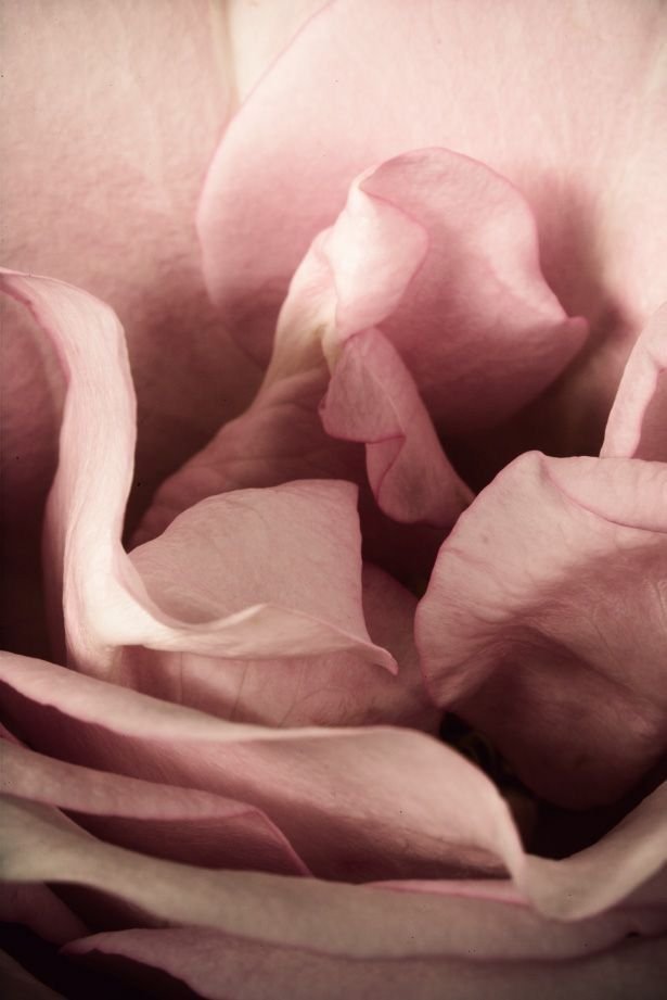 Close-up of pink rose petals with soft lighting.