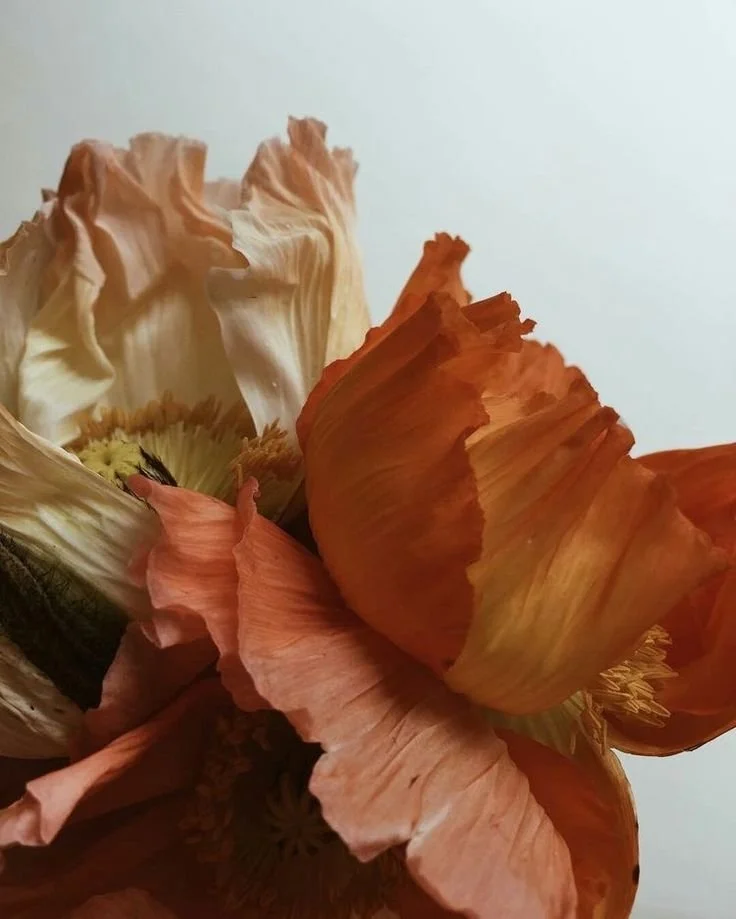 Close-up of dried orange and cream-colored flower petals against a plain background.