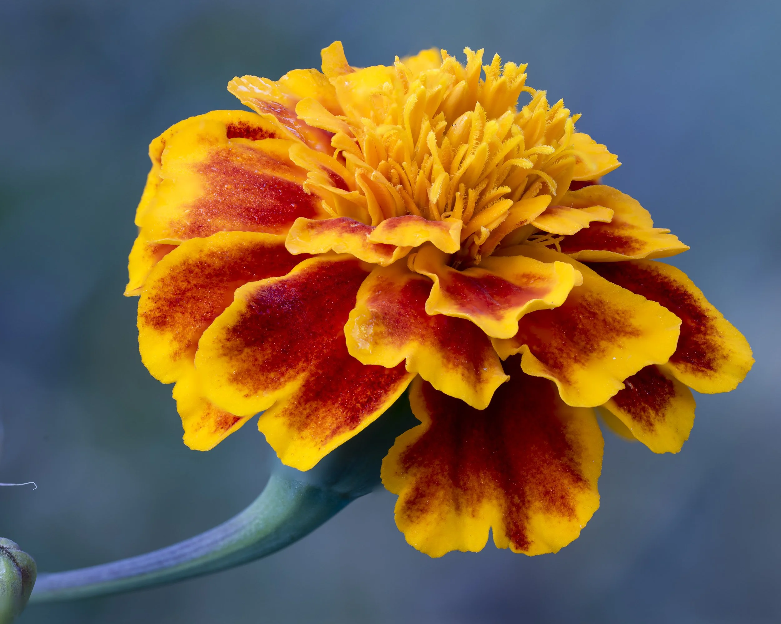 Marigold