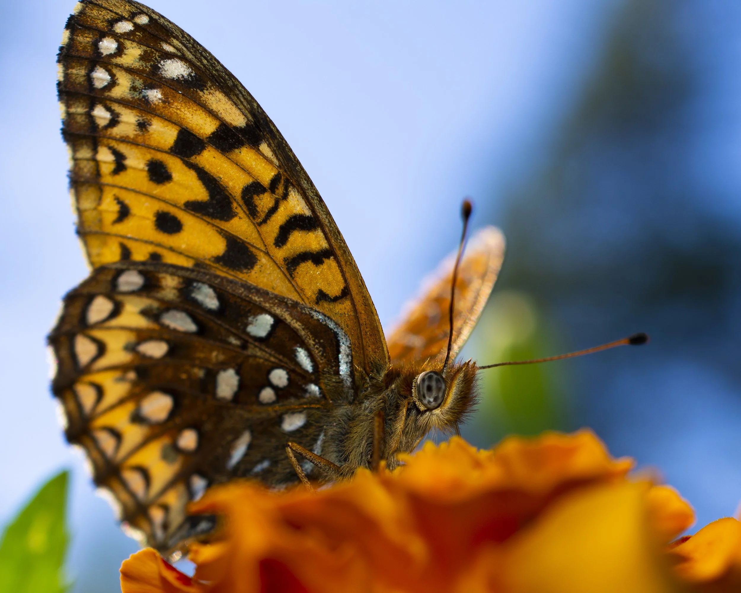 Great Spangled Fritillary