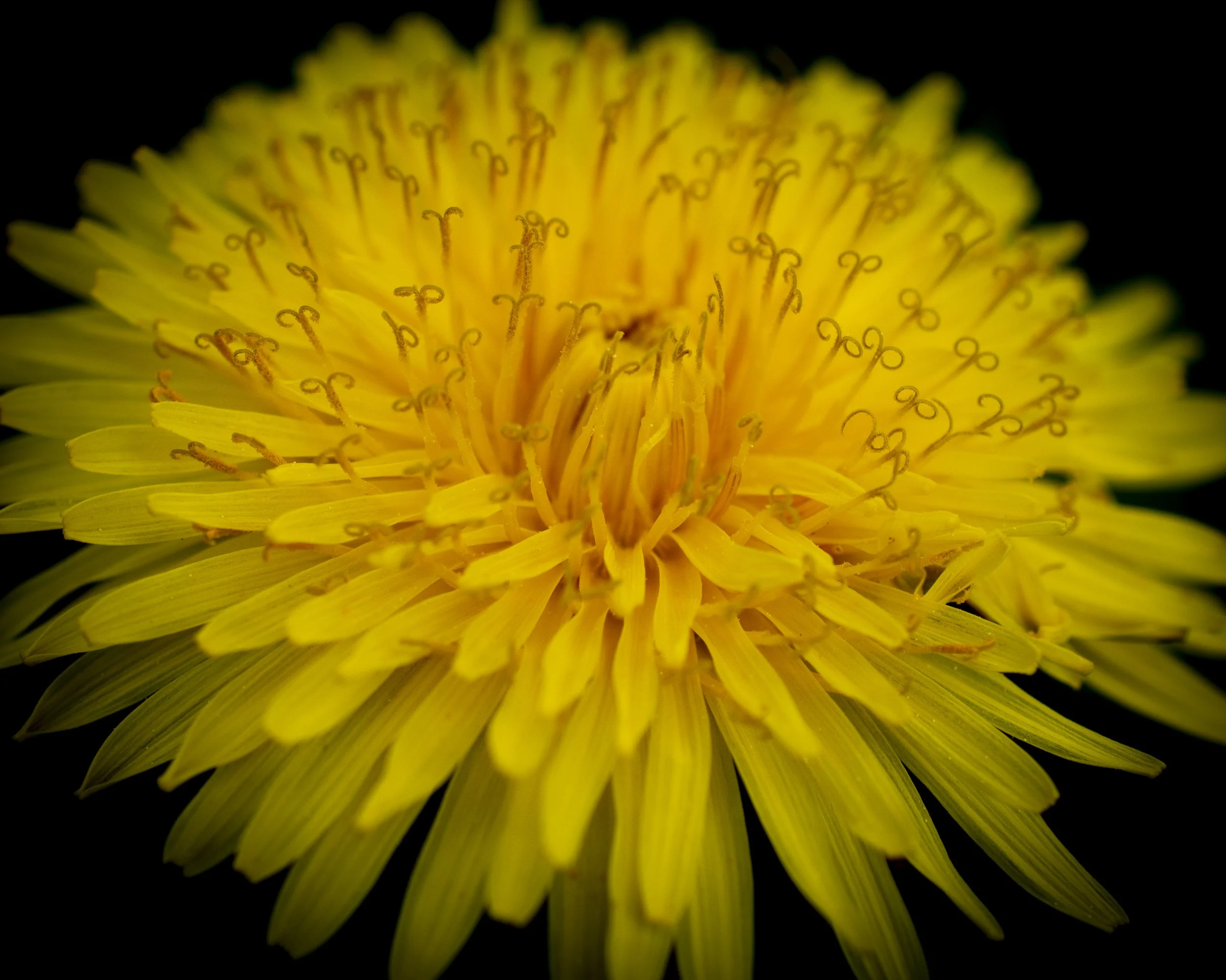 Dandelion