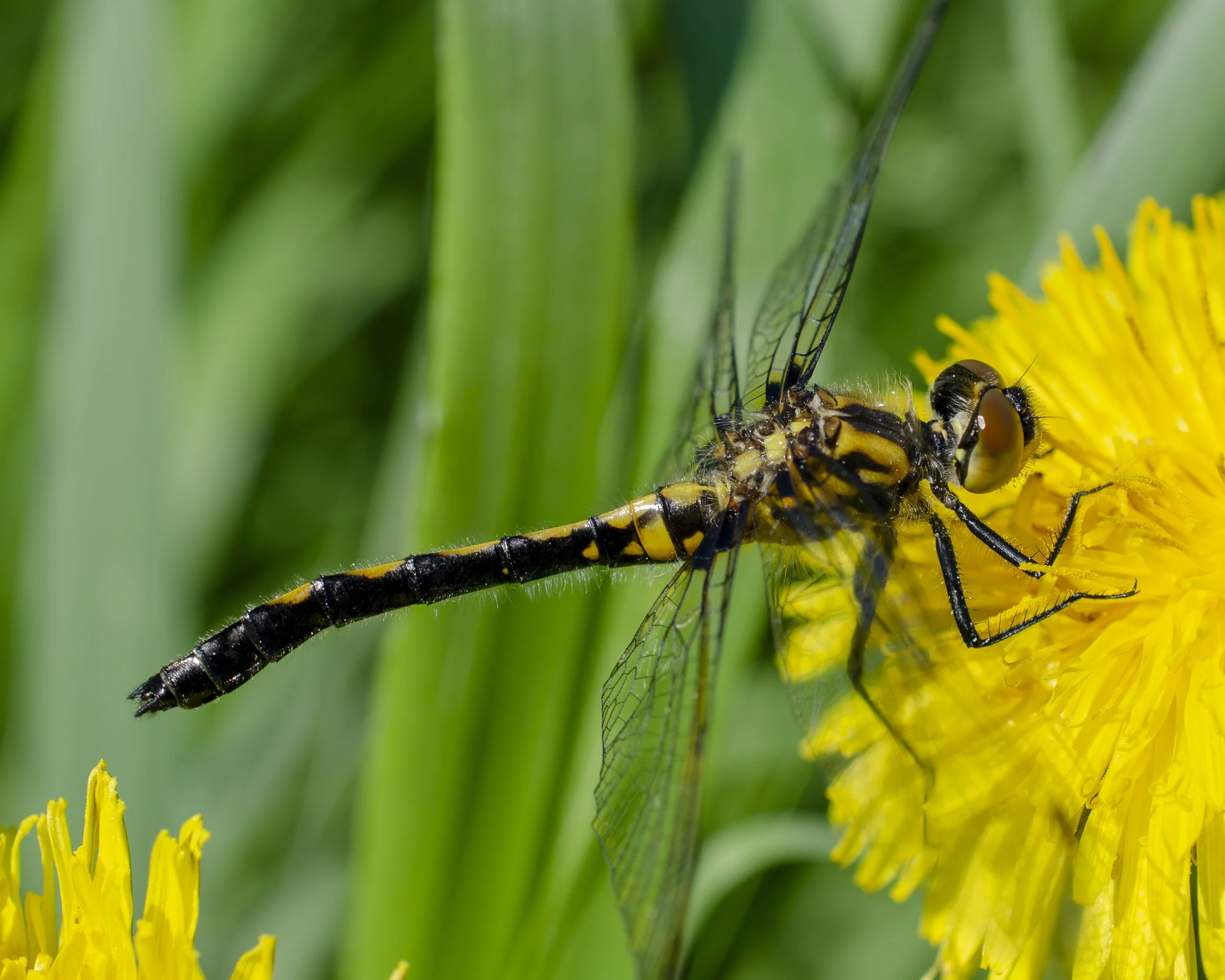 Yellow Dragonfly