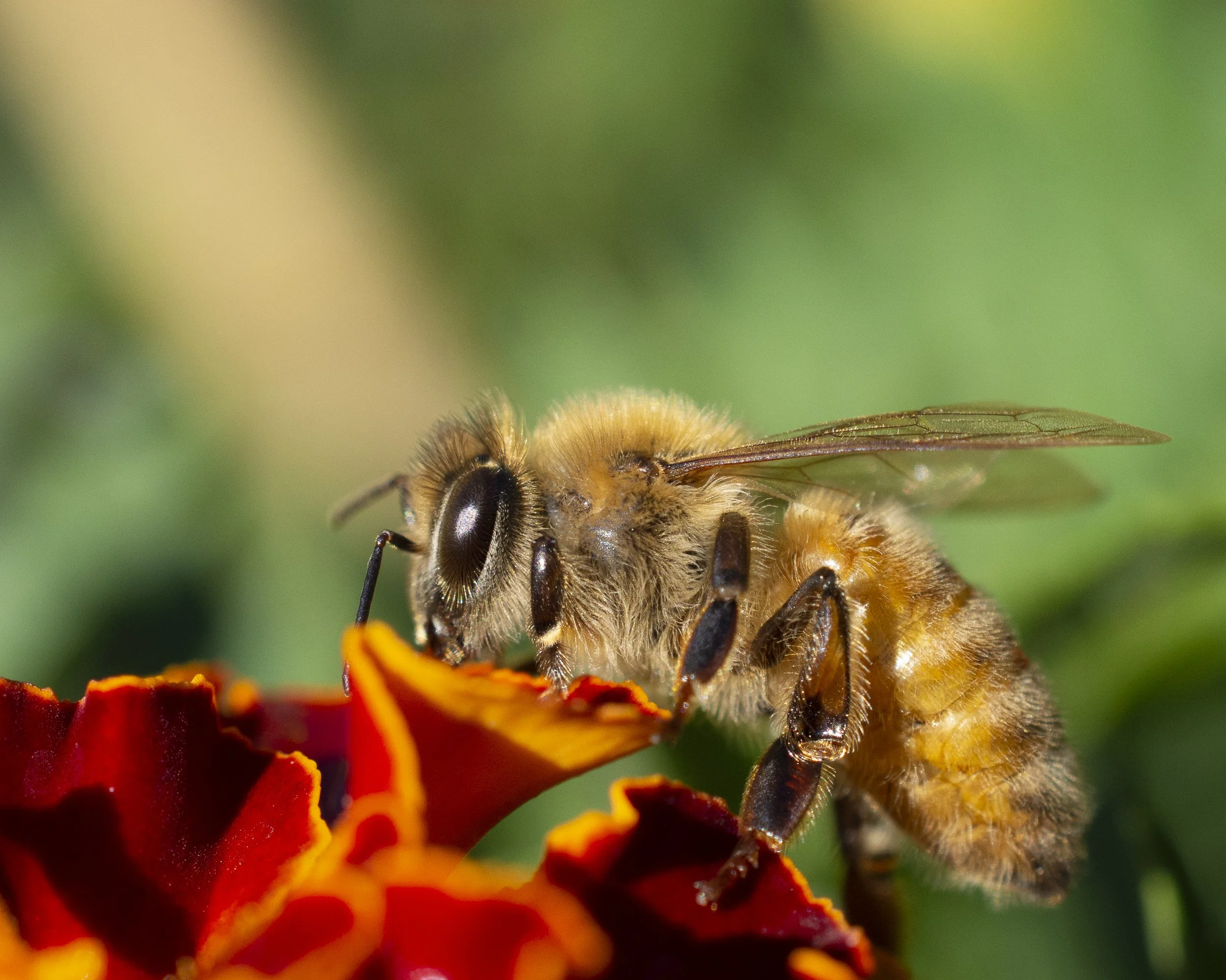 Honey Bee on Marigold