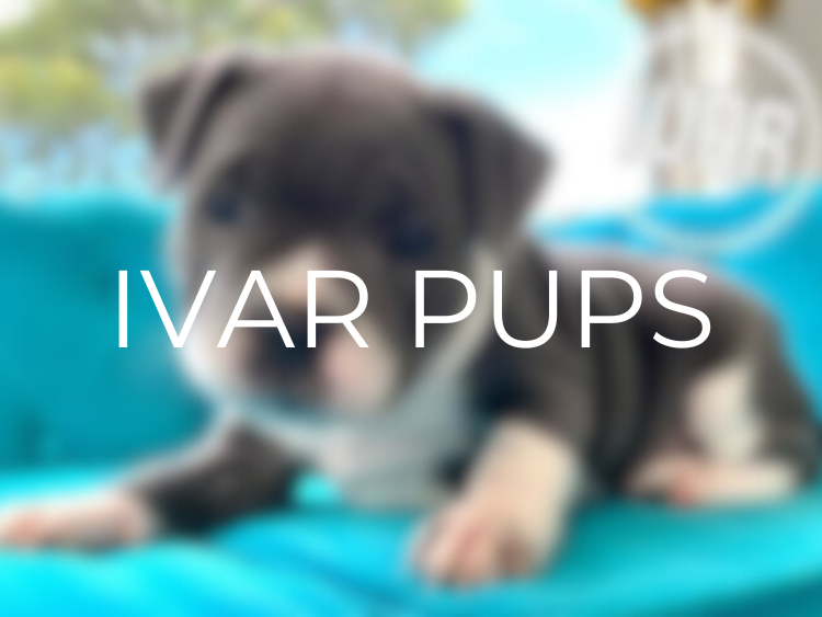 Ivar Pups — IVAR