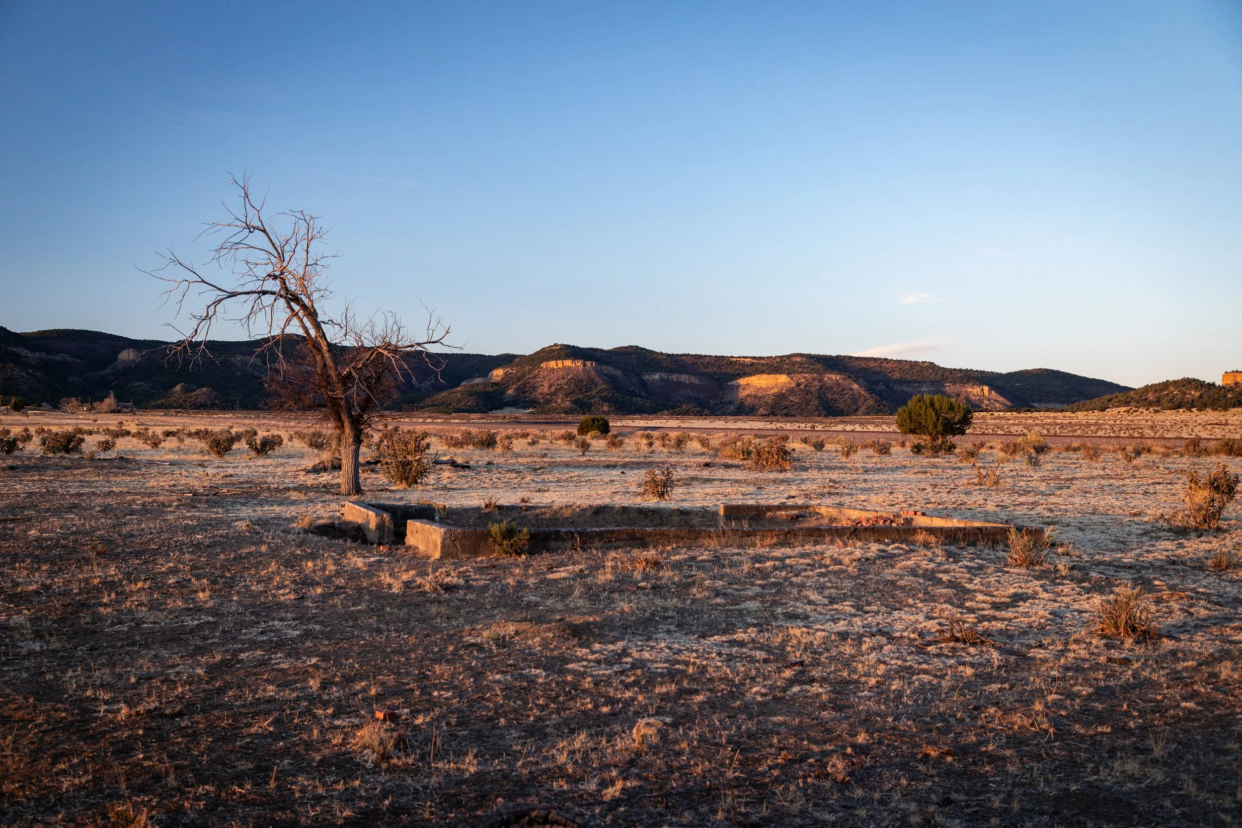A dry, arid landscape with sparse shrubbery, a leafless tree, and distant hills under a clear blue sky.