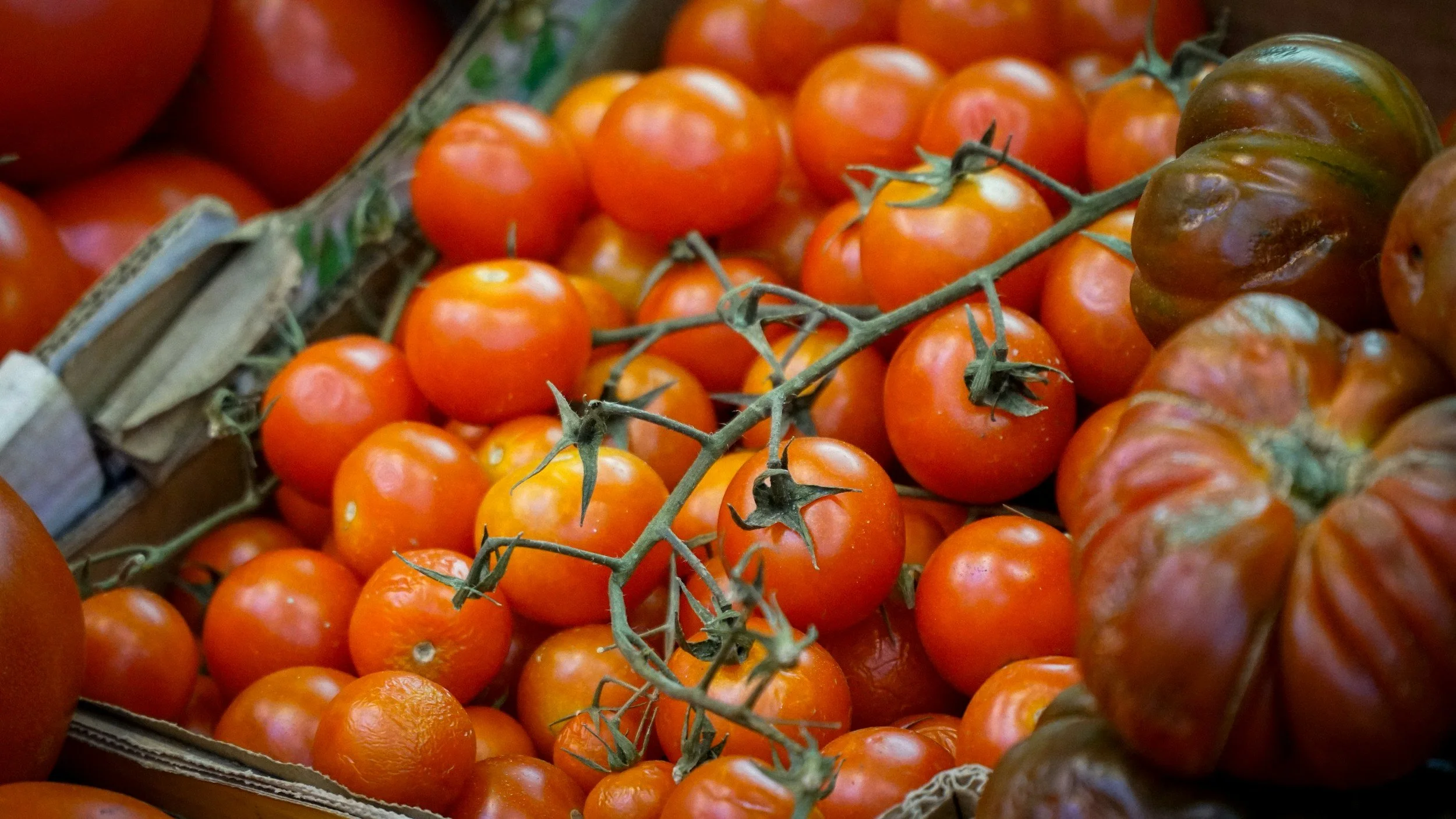 Farm stand, duck eggs, skagit county, plants