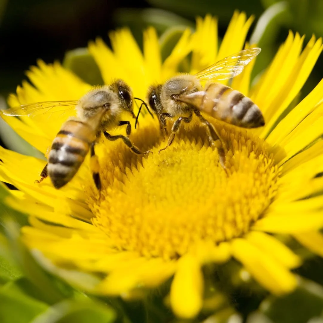 First Aid for Insect Bites