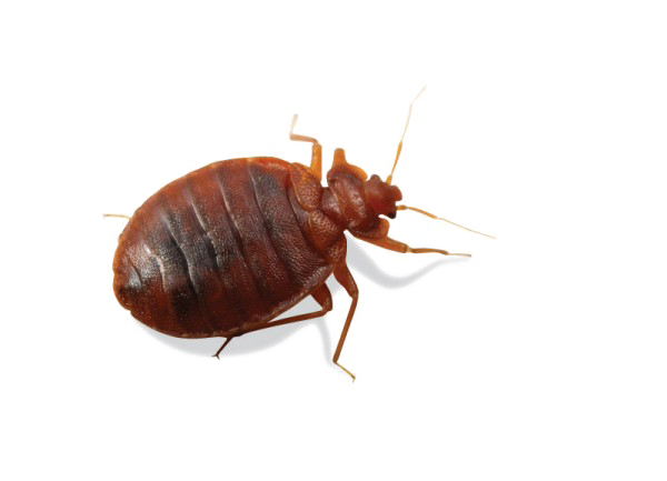 bed_bug_PNG10.png