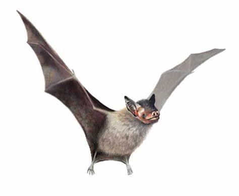 Bat.jpg