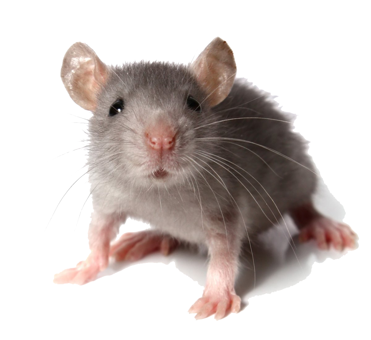 Rodent.png