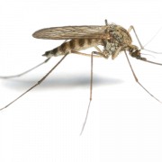 Mosquito.png