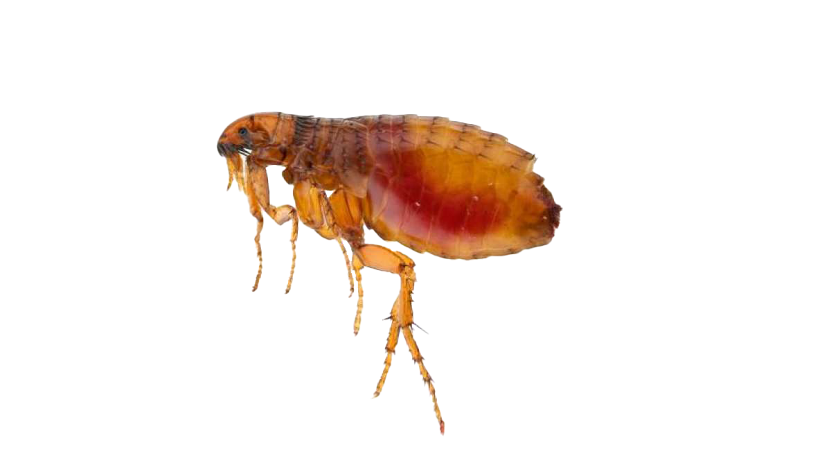 Flea.png