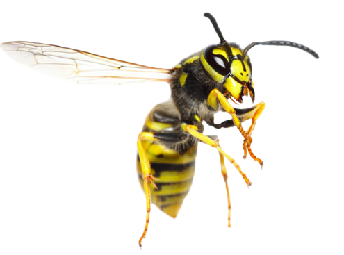 wasp_PNG41.png