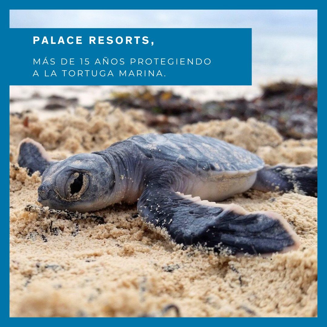 Desde hace m&aacute;s de 15 @palaceresorts_ esorts  inici&oacute; el Programa Integral de Conservaci&oacute;n de Tortugas Marinas (PICTM), financiado por @fundacionpalaceresorts  I.A.P. y Citibanamex, no obstante se han sumado aliados de alto valor a