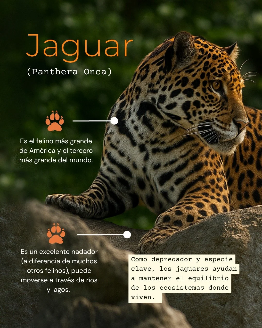 El Jaguar es el mayor felino de Am&eacute;rica y un s&iacute;mbolo de biodiversidad. Su protecci&oacute;n no solo implica salvar una especie, sino tambi&eacute;n preservar la funcionalidad de los ecosistemas donde vive, esenciales para el equilibrio 
